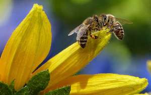 冬天蜜蜂还采花酿蜜吗？_库百科养蜂养殖
