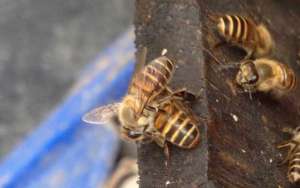 蜜蜂养殖100箱利润有多少？_库百科养蜂养殖