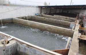 怎样养泥鳅建池 泥鳅池塘环境不可忽视_库百科泥鳅养殖