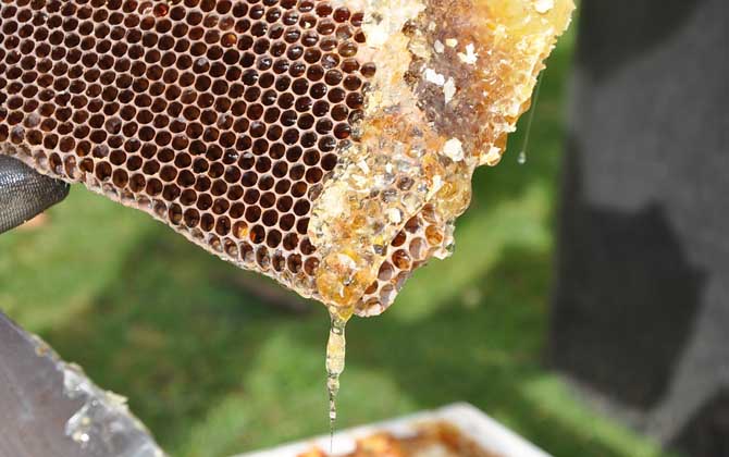 蜜蜂吃白糖会产蜂蜜吗？