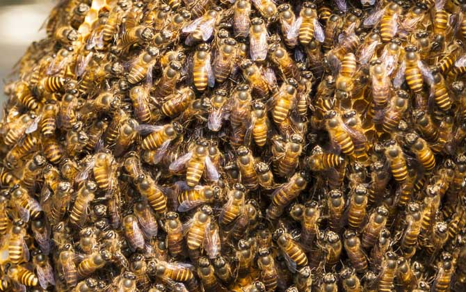 蜜蜂什么时候造王台？
