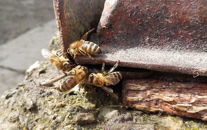 养殖蜜蜂为什么难赚到钱？