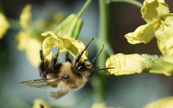 蜂毒由哪些成分组成的？