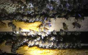 蜜蜂冬天怎么喂养才安全？_库百科养蜂养殖