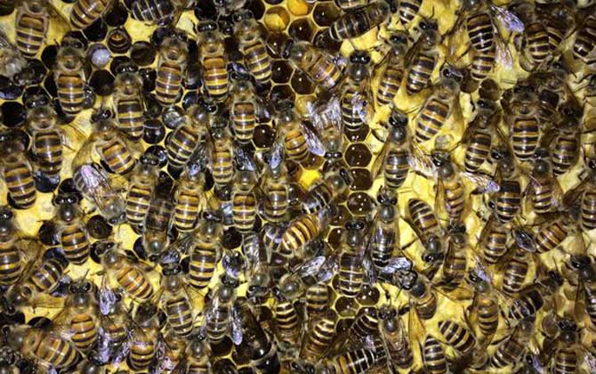 中华蜜蜂高效养殖技术