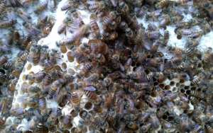 蜜蜂怎样才能安全过冬？_库百科养蜂养殖
