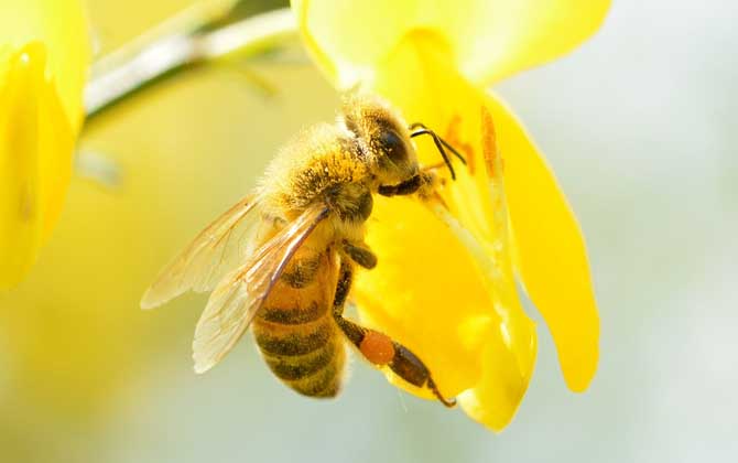 蜂毒由哪些成分组成的？