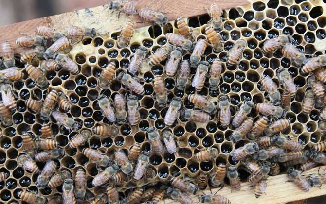 养殖蜜蜂为什么难赚到钱？