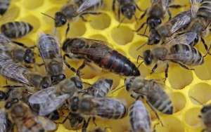 蜜蜂王国是怎么分工的？_库百科养蜂养殖