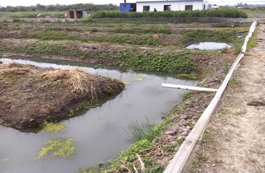 水蛭养殖池的建造图片