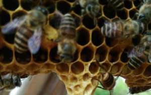蜜蜂自然分蜂会往哪飞？_库百科养蜂养殖