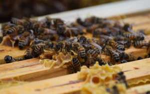 蜜蜂分蜂前有什么征兆？_库百科养蜂养殖