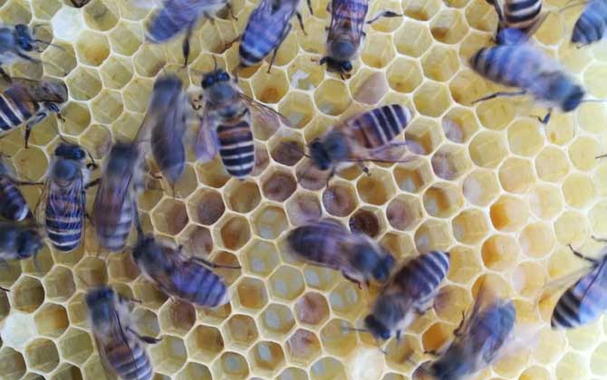 中华蜜蜂的生活习性