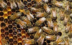 蜜蜂病害与敌害防治大全_库百科养蜂养殖