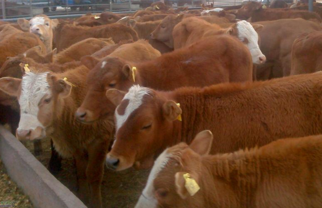 如何提高肉牛采食量