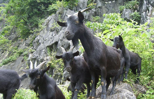 黑山羊养殖图片