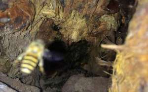 野生蜜蜂取蜜是什么时候？_库百科养蜂养殖