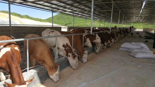 肉牛养殖场建设