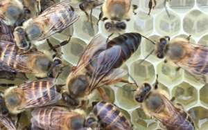蜜蜂分蜂后如何处理？_库百科养蜂养殖
