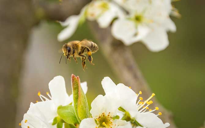 蜜蜂的习性及发育过程