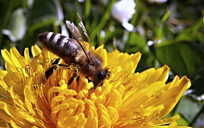 有关蜜蜂的知识有哪些？