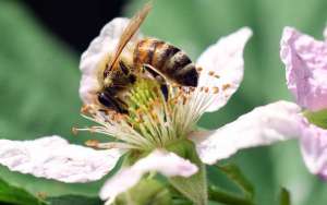 蜜蜂酿蜂蜜是为了什么？_库百科养蜂养殖