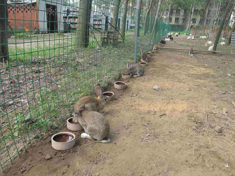 野兔养殖场地建设