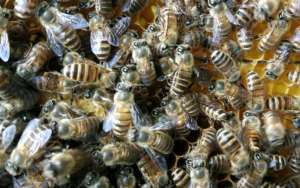 蜜蜂夏季养殖管理技术_库百科养蜂养殖