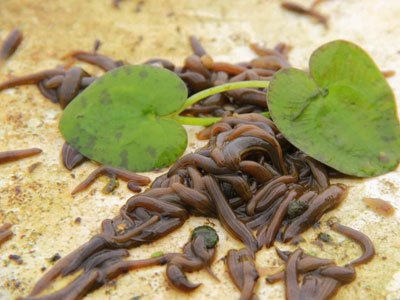 遇到下雨天水蛭养殖需要注意哪些问题