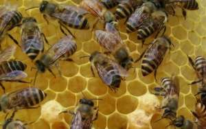 刚收的蜜蜂没有蜂王怎么办？_库百科养蜂养殖