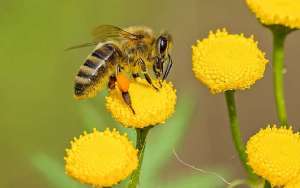 被蜜蜂蛰抹牙膏有用吗？_库百科养蜂养殖