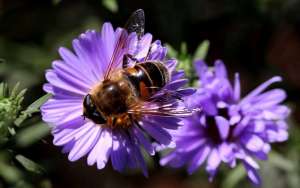 蜜蜂为什么在逐渐消失？_库百科养蜂养殖