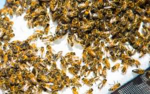 野蜜蜂怎么养它不会跑？_库百科养蜂养殖
