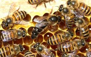 蜜蜂没有蜂王能养活吗？_库百科养蜂养殖