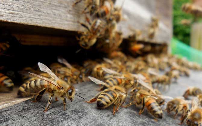 蜜蜂的一生是怎样度过的？