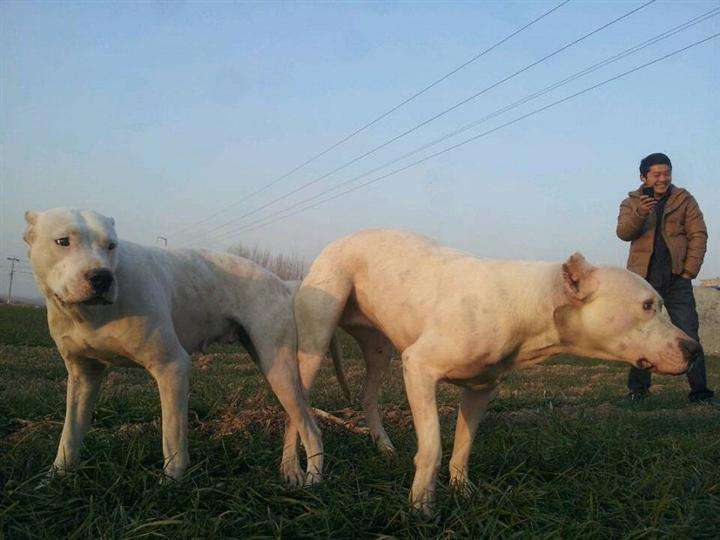 肉狗生产时吃什么？肉狗生产后的饮食问题