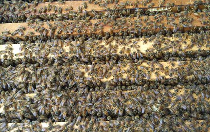 蜜蜂夏季怎么快速繁殖？