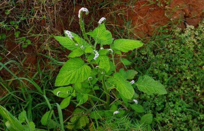 蟾蜍草，癞蛤蟆草