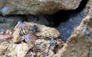 石洞里的野生蜜蜂如何收捕？_库百科养蜂养殖
