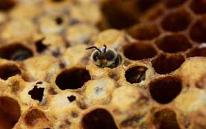 蜜蜂的一生是怎样度过的？_库百科养蜂养殖