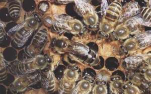 中华蜜蜂的种类及图片大全_库百科养蜂养殖