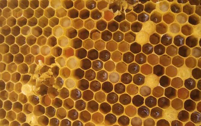 蜜蜂什么时候自然分蜂？