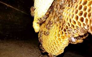 怎样让蜜蜂快速造脾？_库百科养蜂养殖