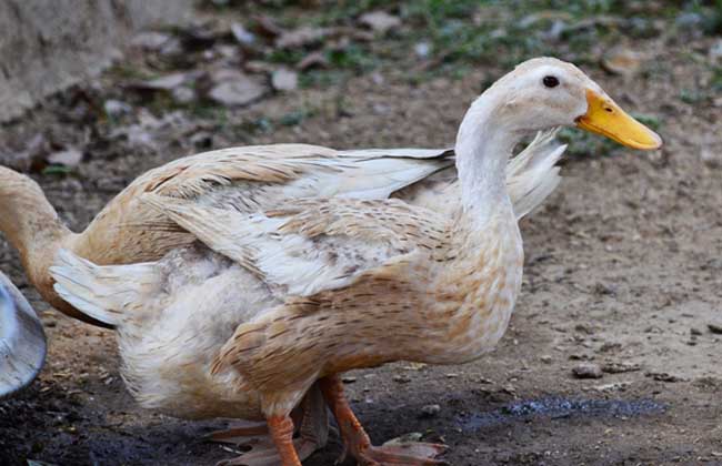 肉鸭养殖的标准