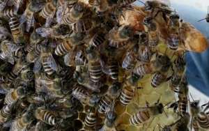 中华蜜蜂有哪些优点和缺点？_库百科养蜂养殖