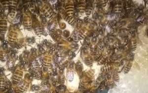 蜜蜂什么时候自然分蜂？_库百科养蜂养殖
