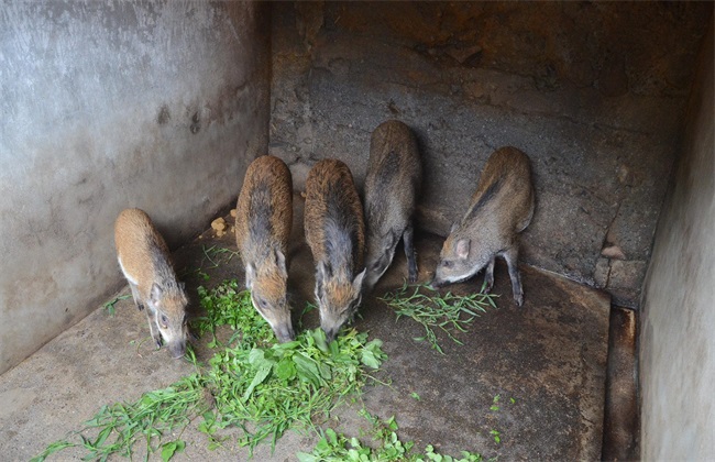 特种野猪养殖技术