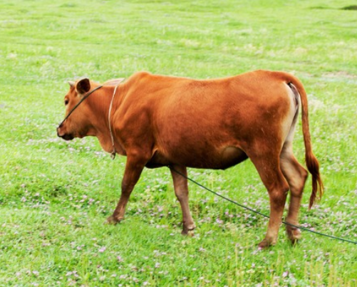 养牛风险有哪些 如何避免养牛风险