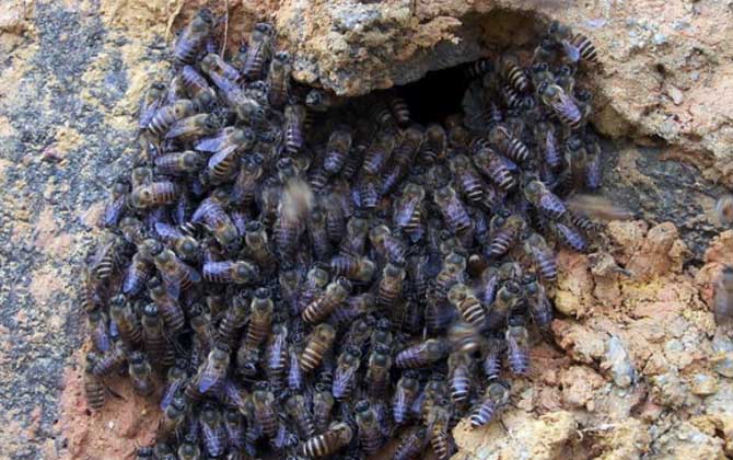 石洞里的野生蜜蜂如何收捕？