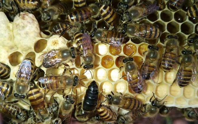 中华蜜蜂的生活习性